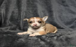 Chihuahua dogs for sale: Peanut - Image 5