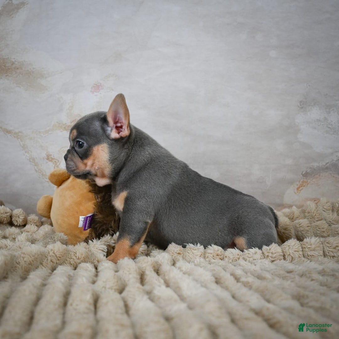 French Bulldog dogs for sale: Riley - Image 8