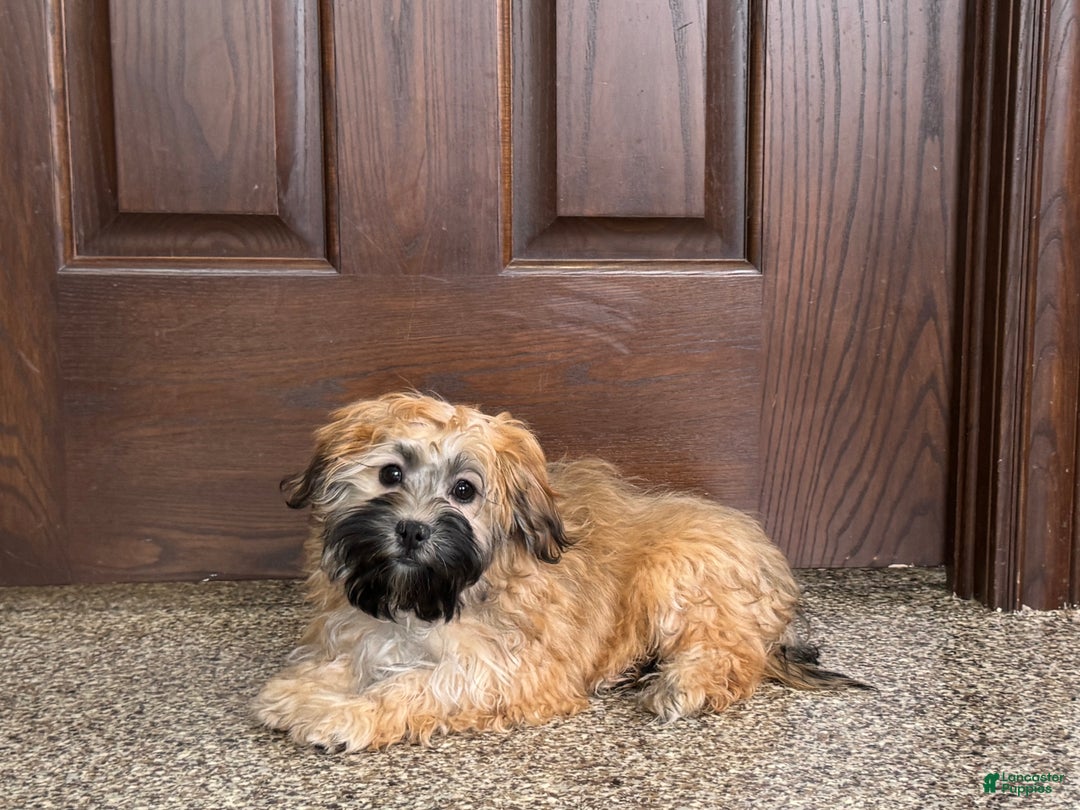 Havanese dogs for sale: Todd - Image 5