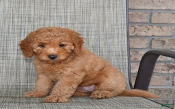 Mini Goldendoodle dogs for sale: June - Image 2