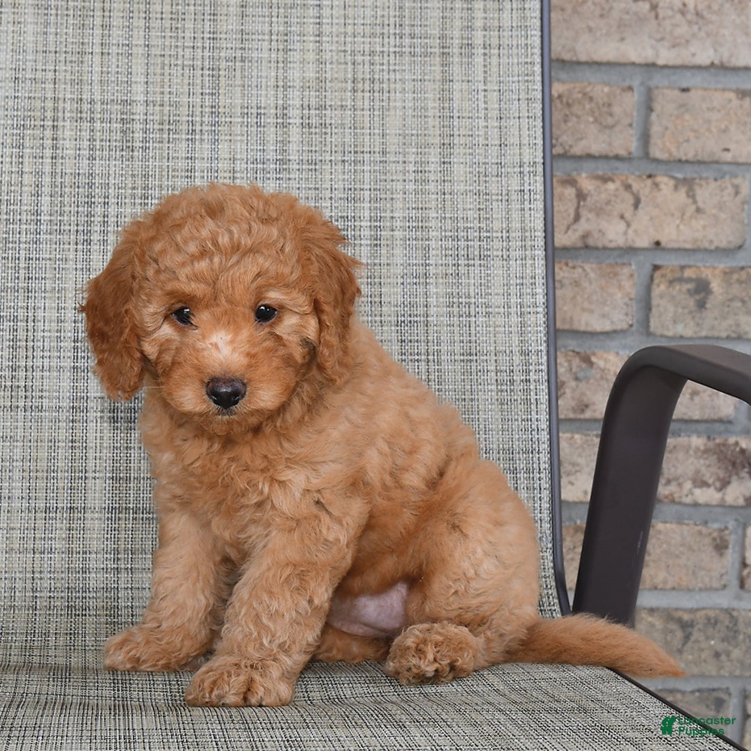Mini Goldendoodle dogs for sale: June - Image 2