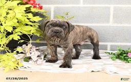 Cane Corso dogs for sale: Ivar - Image 7