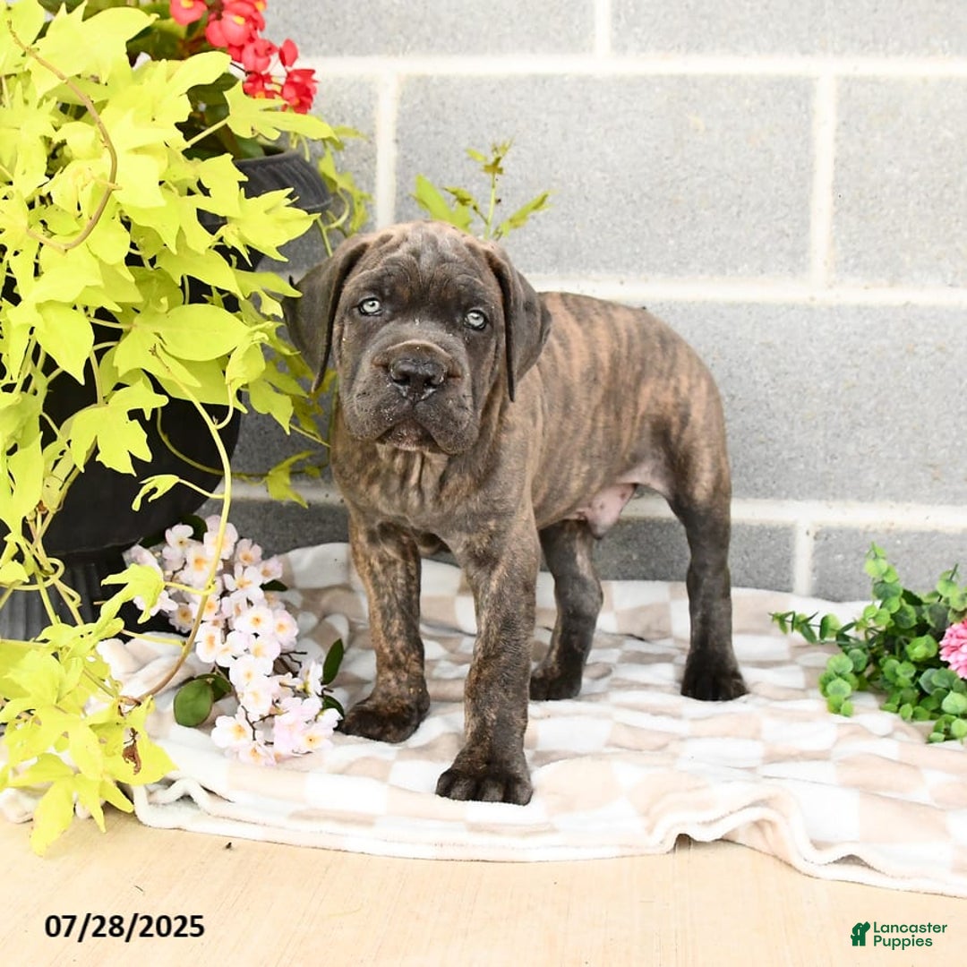 Cane Corso dogs for sale: Ivar - Image 7