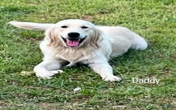 Golden Retriever dogs for sale: Lady - Image 5