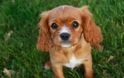 Cavalier King Charles Spaniel dogs for sale: Clifford - Image 24