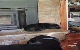 Labrador Retriever dogs for sale: Big  Mouth - Image 2
