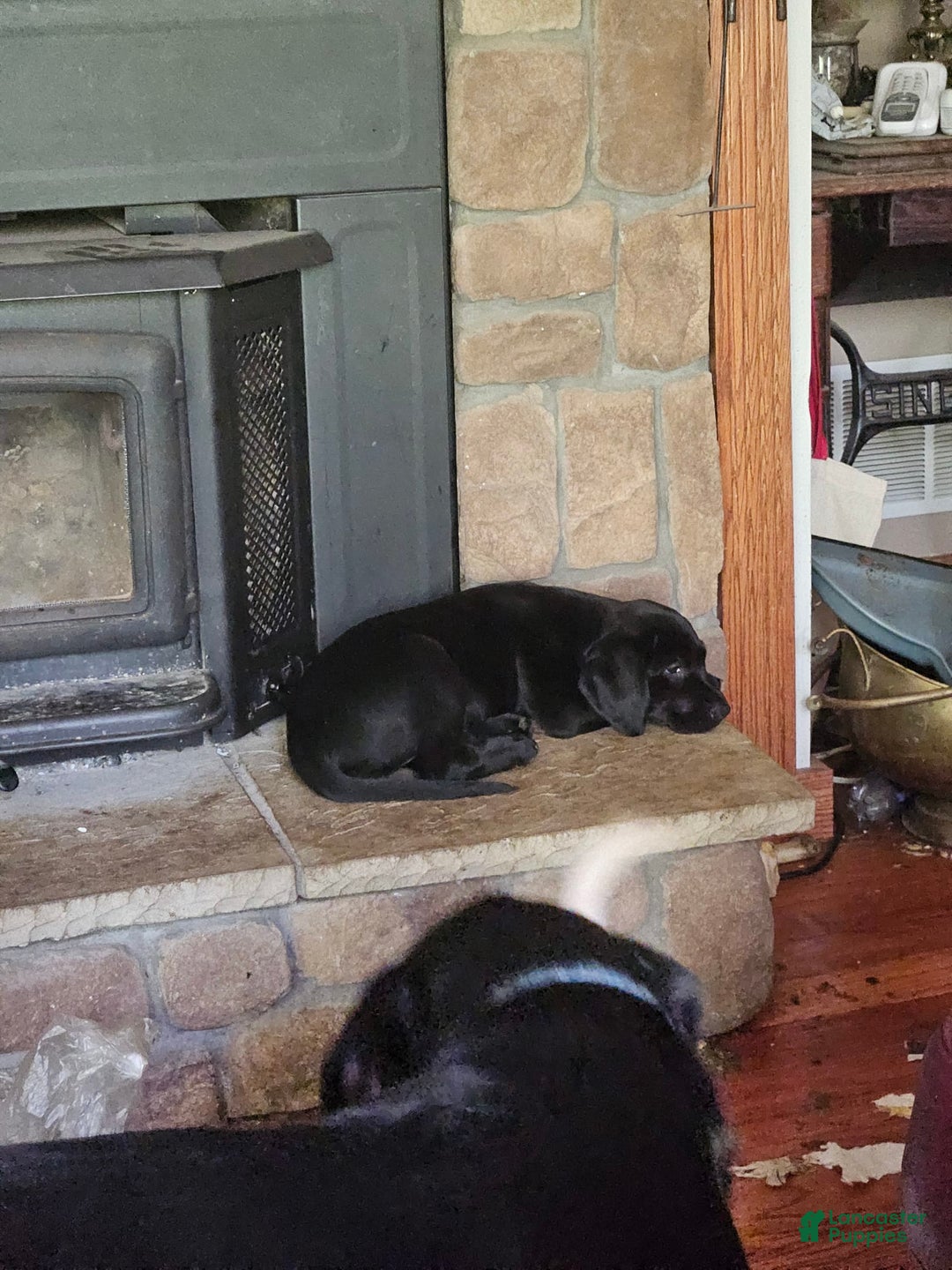 Labrador Retriever dogs for sale: Big  Mouth - Image 2