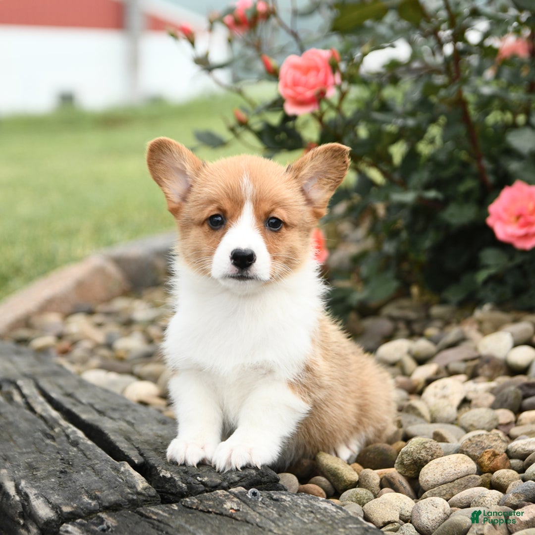 Welsh Corgi Pembroke dogs for sale: Clementine - Image 6