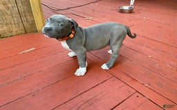 American Bully dogs for sale: Boss Baby - Image 11
