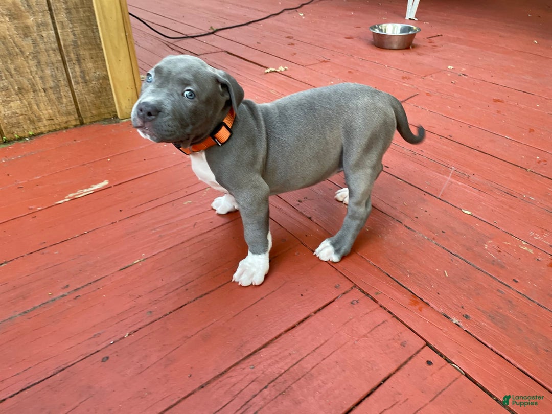 American Bully dogs for sale: Boss Baby - Image 11