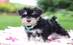 Miniature Schnauzer dogs for sale: Denver - Image 11