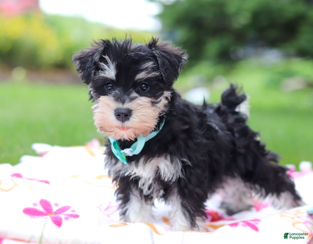 Miniature Schnauzer dogs for sale: Denver - Image 11
