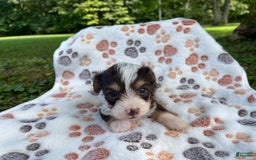 Yorkiepoo dogs for sale: Ranger - Image 3