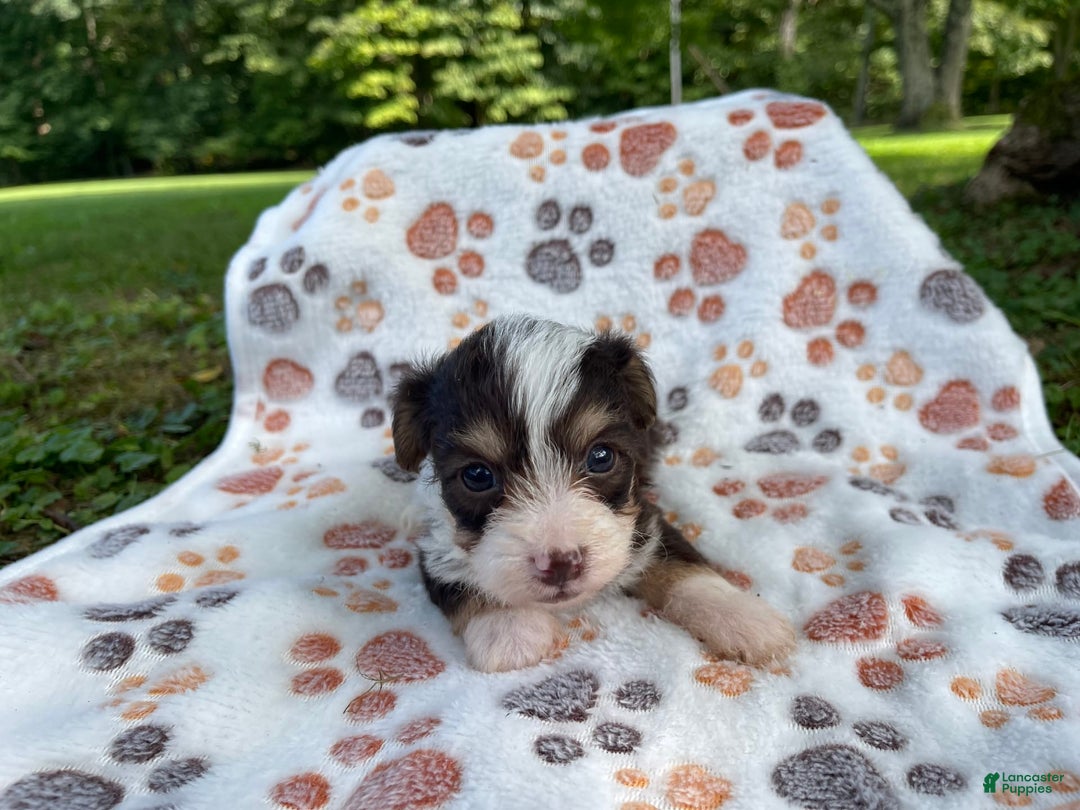 Yorkiepoo dogs for sale: Ranger - Image 3
