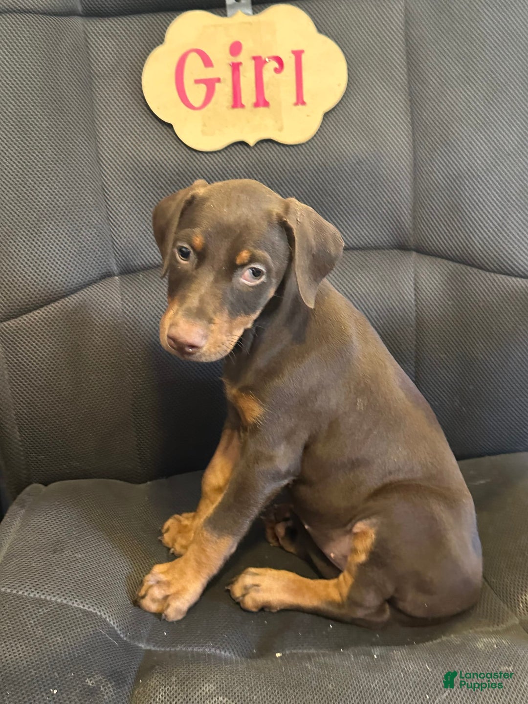 Doberman Pinscher dogs for sale: Vivian - Image 5