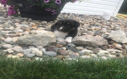 English Shepherd dogs for sale: Taco - Image 2