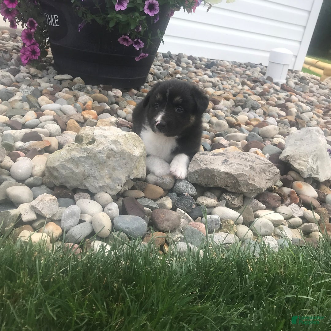 English Shepherd dogs for sale: Taco - Image 2