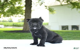 Cane Corso dogs for sale: Lucy - Image 4