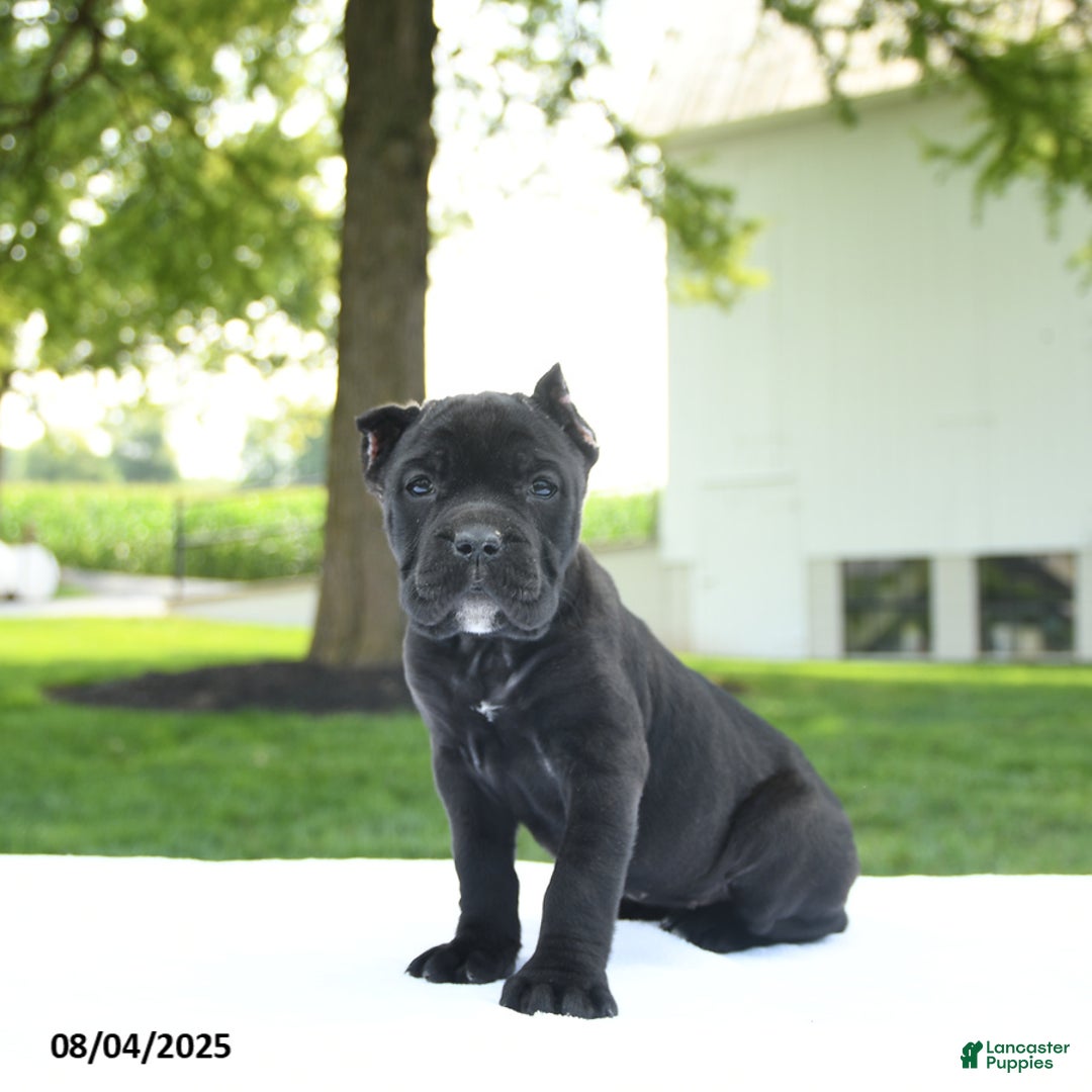 Cane Corso dogs for sale: Lucy - Image 4