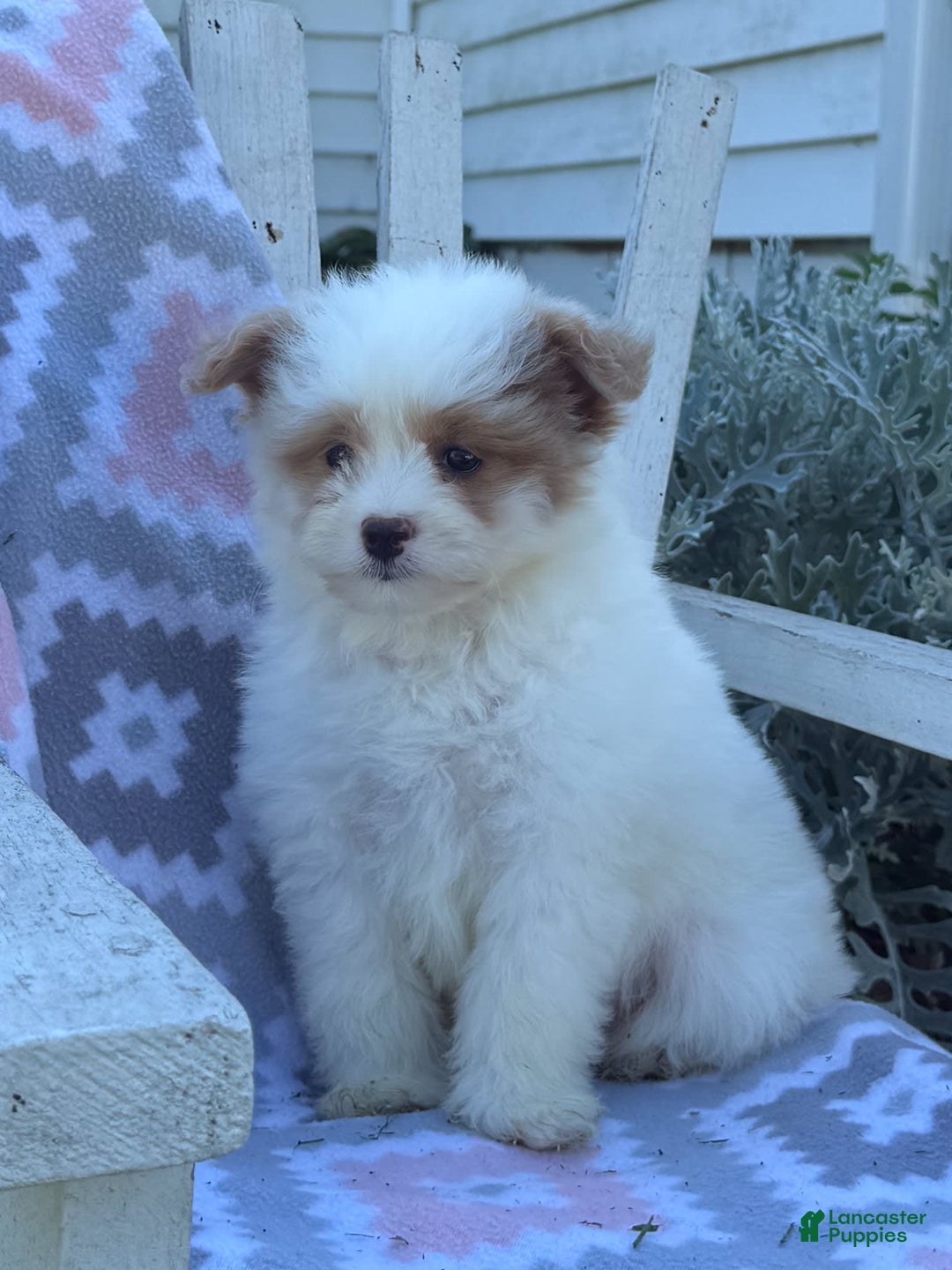 Miniature Poodle dogs for sale: Betsy - Image 2