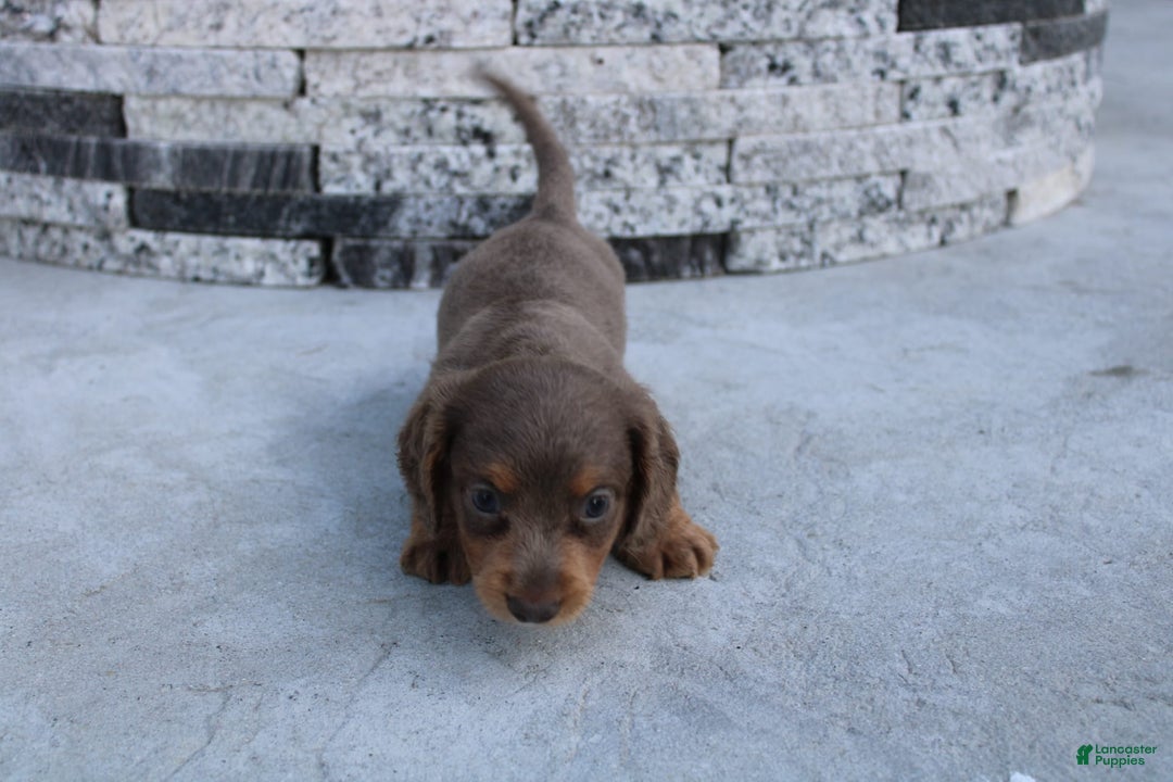 Miniature Dachshund dogs for sale: Bingo - Image 12