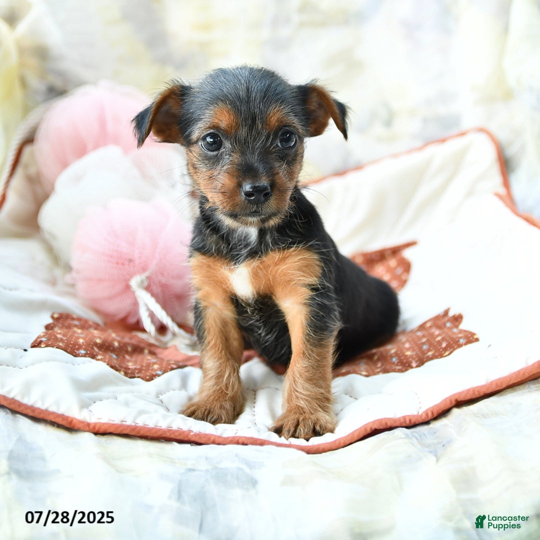 Yorkshire Terrier dogs for sale: Yorkshire Terrier 6 puppies - Image 1