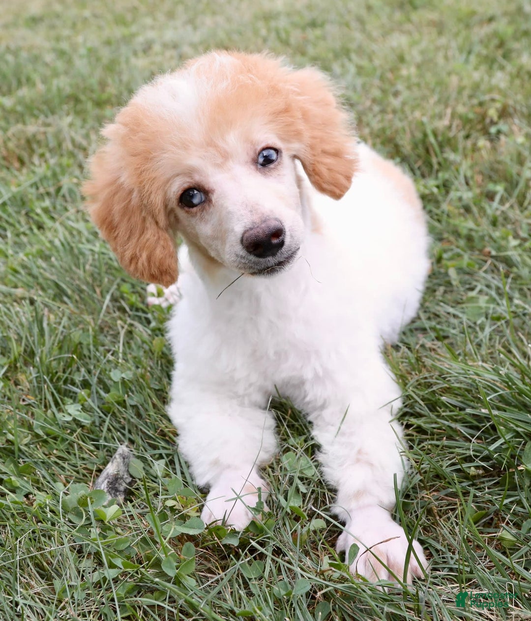 Miniature Poodle dogs for sale: Peanut - Image 15