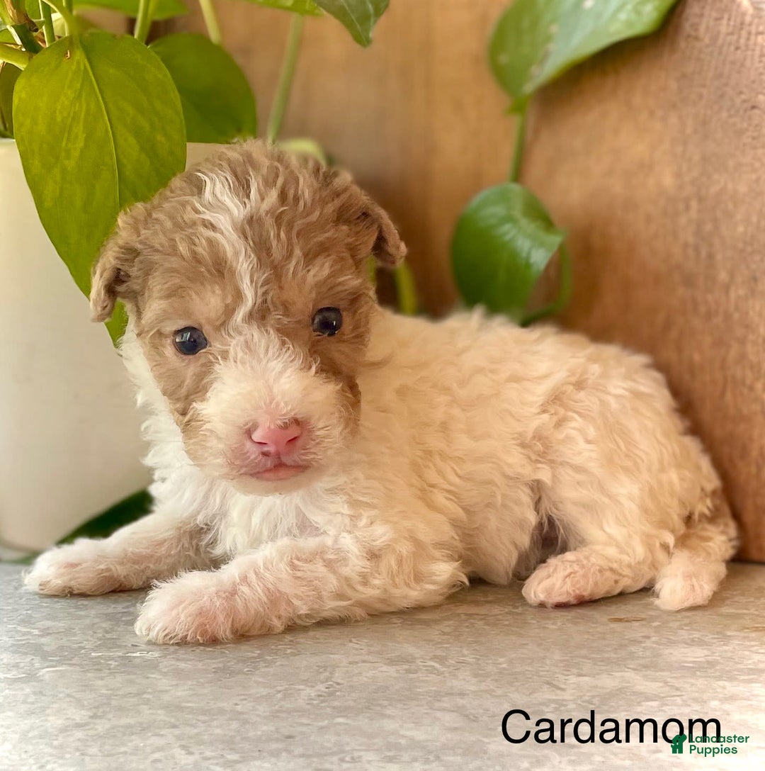 Mini Aussiedoodle dogs for sale: Cardamom - Image 3