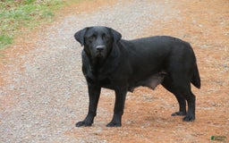 Labrador Retriever dogs for sale: Hunter - Image 23