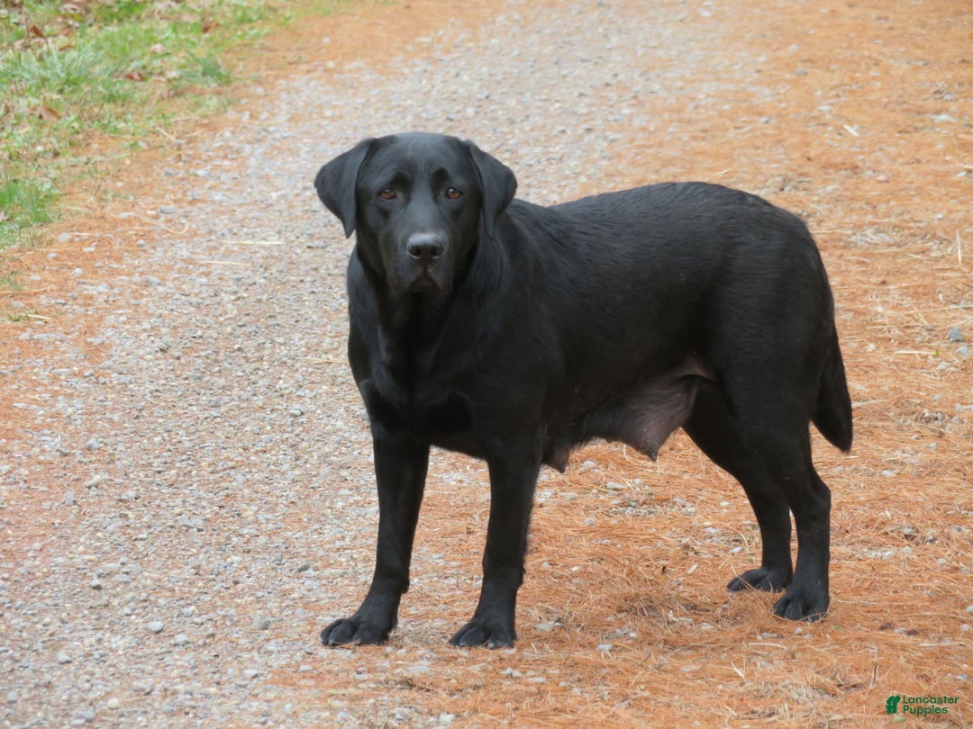 Labrador Retriever dogs for sale: Hunter - Image 23