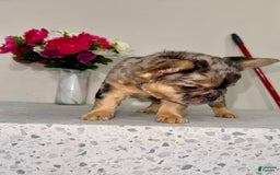 French Bulldog dogs for sale: Cj Fluffy Frenchie - Image 3