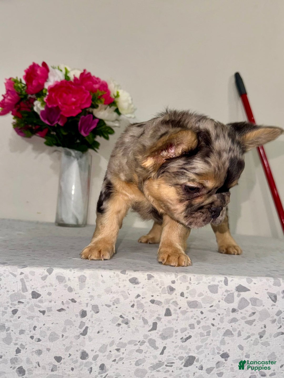 French Bulldog dogs for sale: Cj Fluffy Frenchie - Image 3