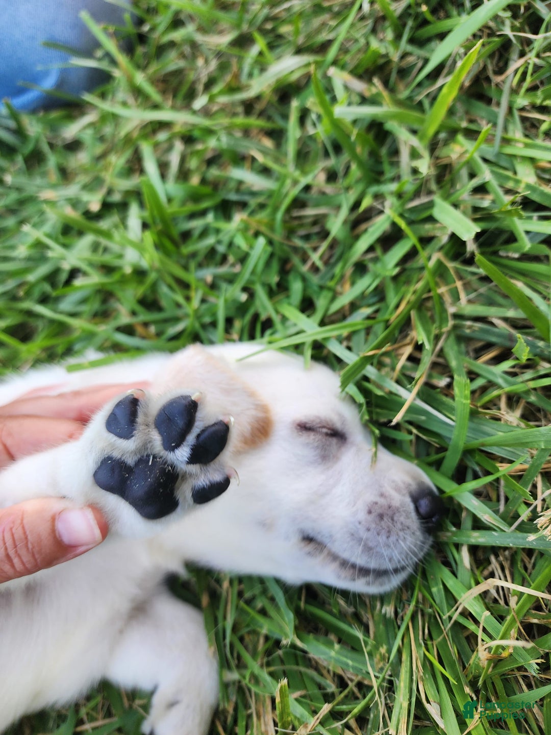 Labrador Retriever dogs for sale: Milo - Image 4