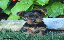 Yorkshire Terrier dogs for sale: Teddy - Image 5