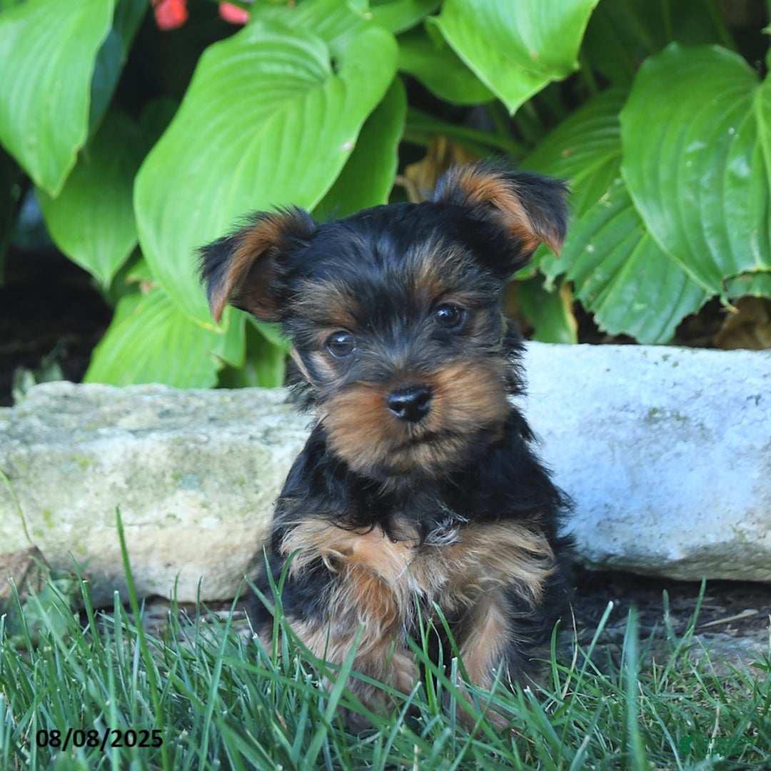 Yorkshire Terrier dogs for sale: Teddy - Image 5