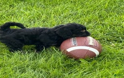 Cockapoo dogs for sale: Diva - Image 1