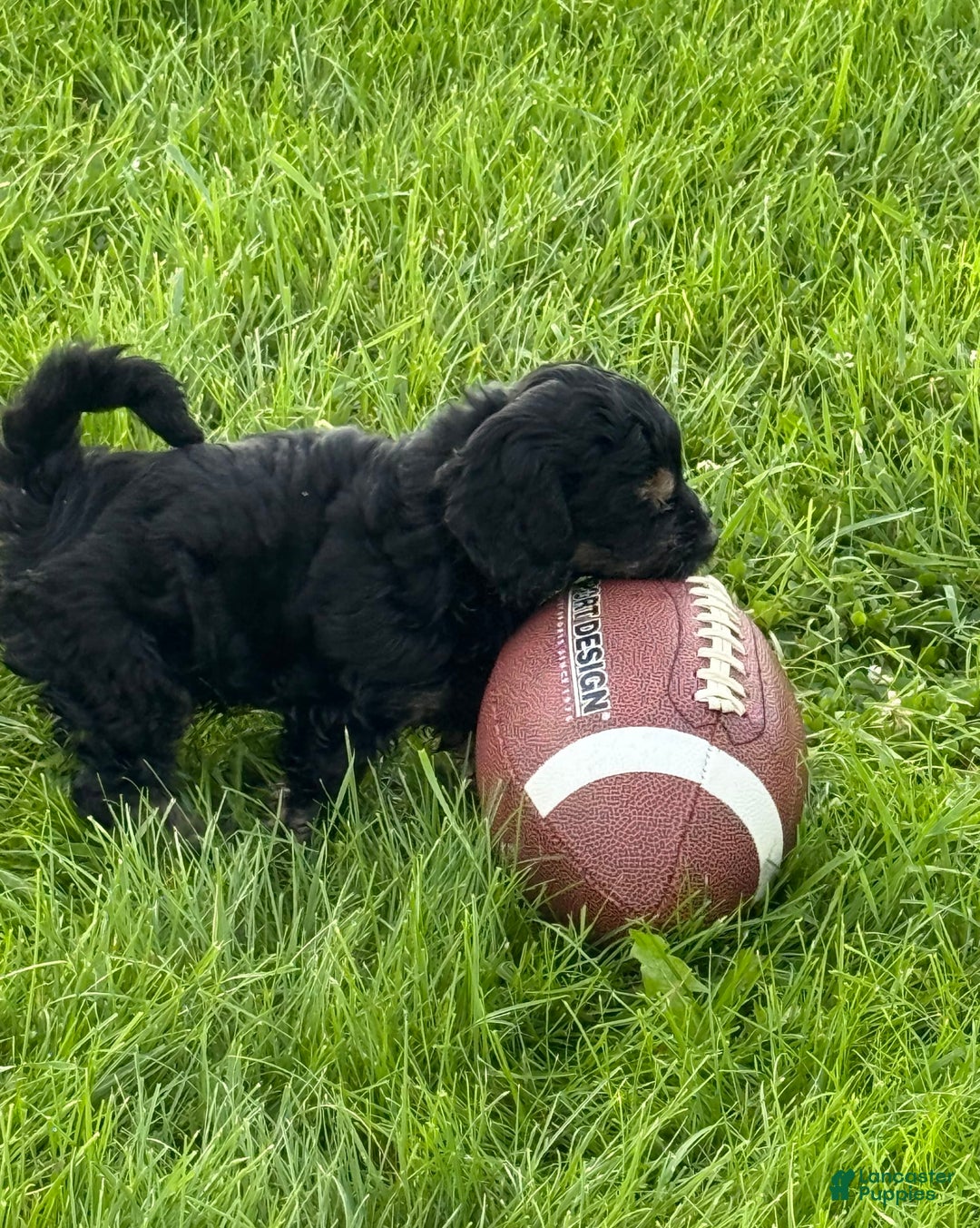 Cockapoo dogs for sale: Diva - Image 1