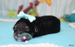 Mini Bernedoodle dogs for sale: Jan - Image 4