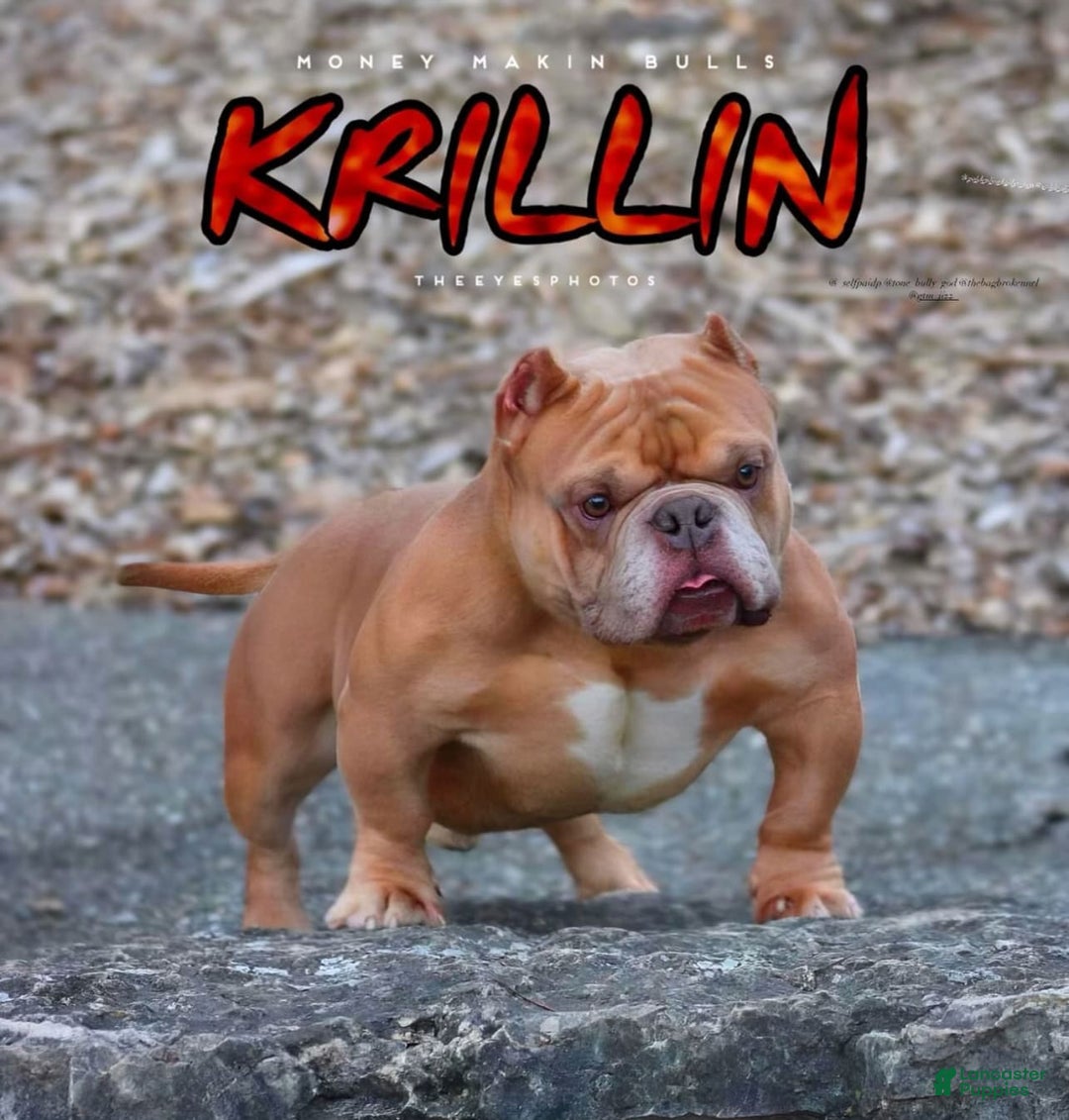American Bully dogs for sale: Shark Boy - Image 3