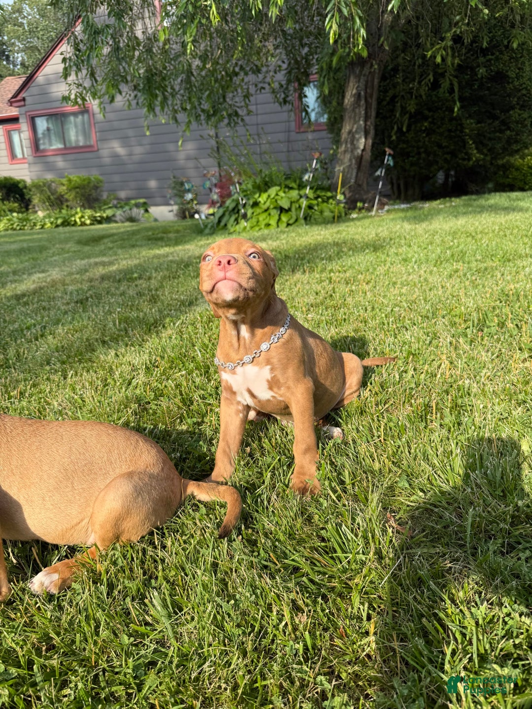 American Staffordshire Terrier dogs for sale: Fiyero - Image 12