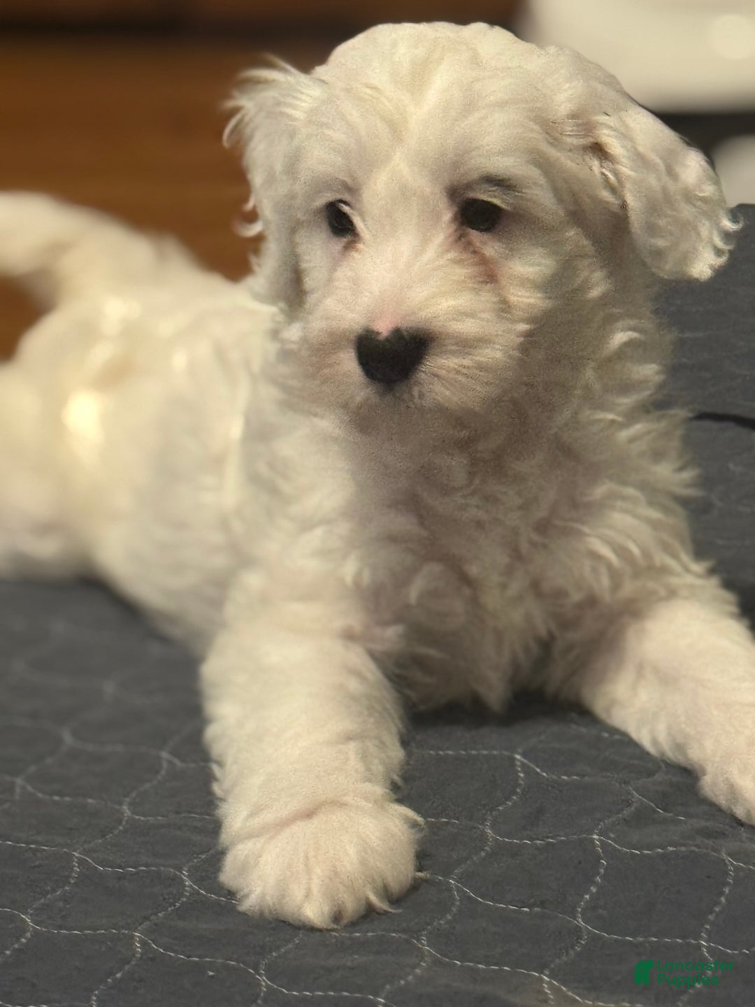 Mini Bernedoodle dogs for sale: Star - Image 5