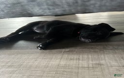 American Pit Bull Terrier dogs for sale: Nova - Image 2