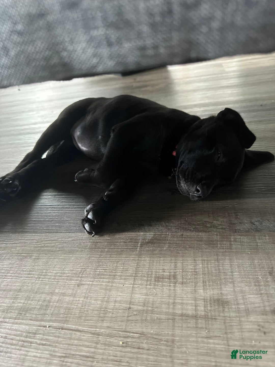 American Pit Bull Terrier dogs for sale: Nova - Image 2