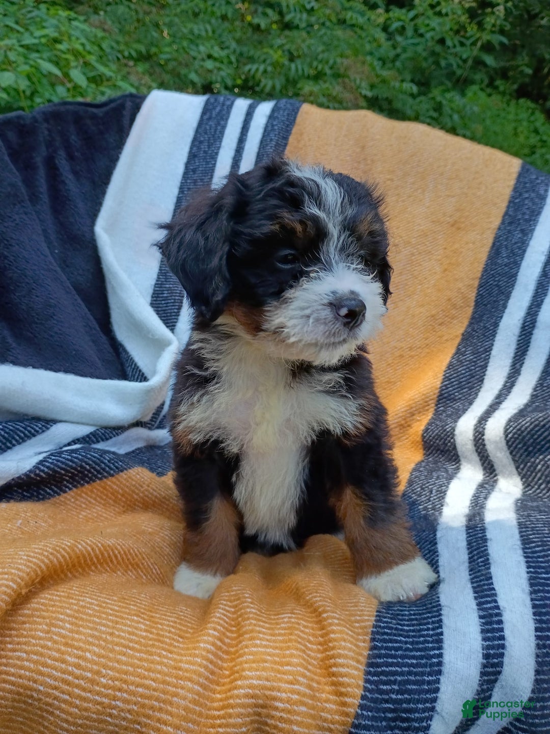 Mini Bernedoodle dogs for sale: Donut - Image 3