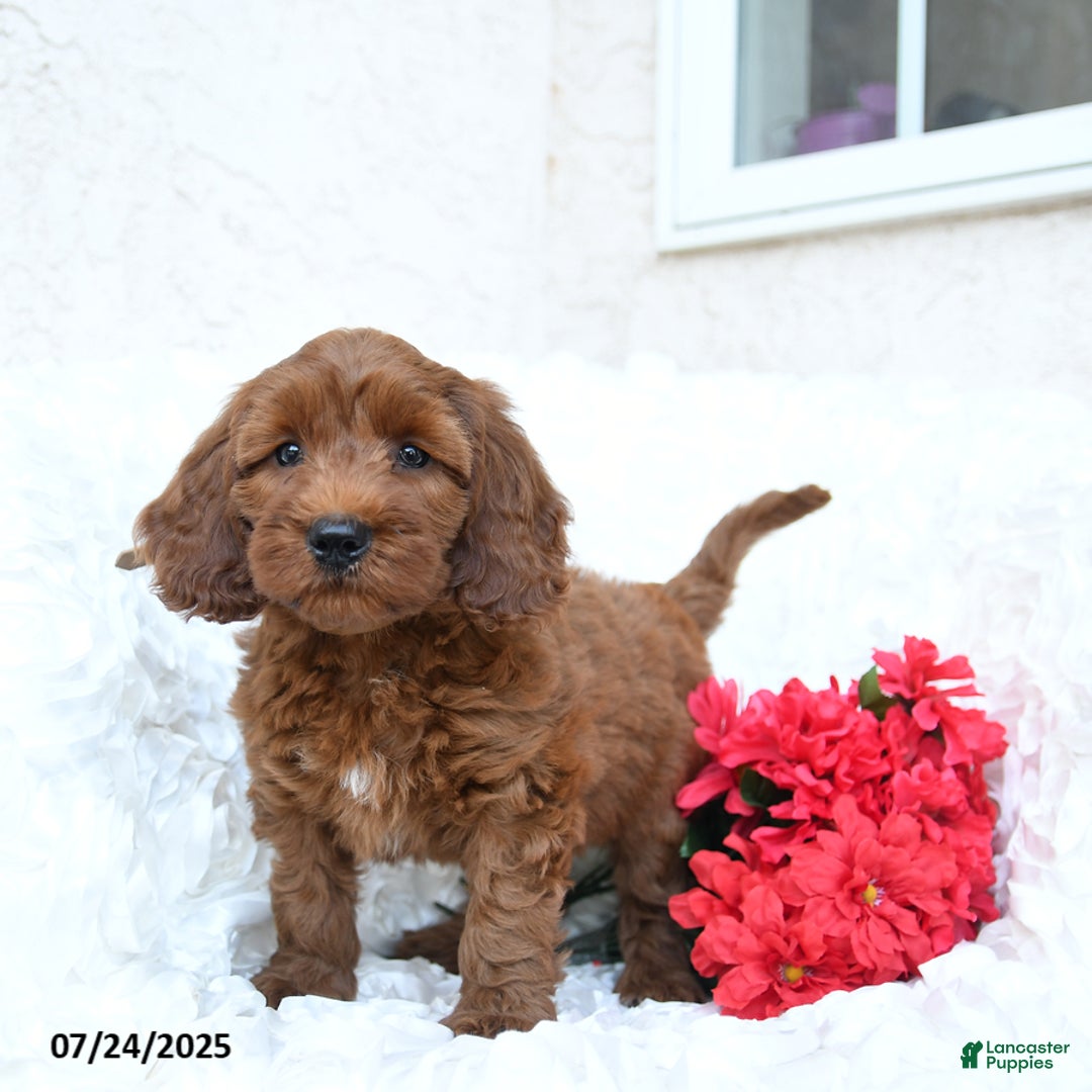 Mini Goldendoodle dogs for sale: Sandy - Image 3