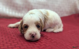 Cavapoo dogs for sale: Buzz - Image 2