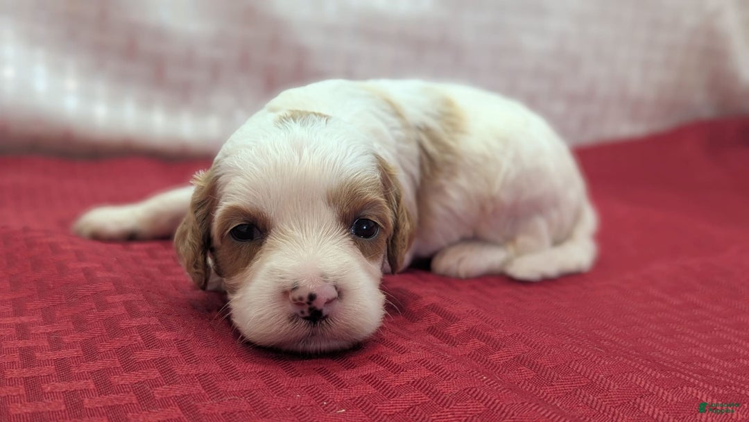 Cavapoo dogs for sale: Buzz - Image 2