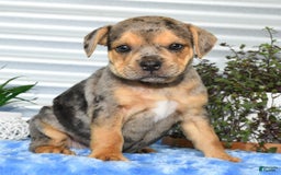 Beabull dogs for sale: Kate - Image 3