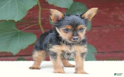 Yorkshire Terrier dogs for sale: Mason - Image 1