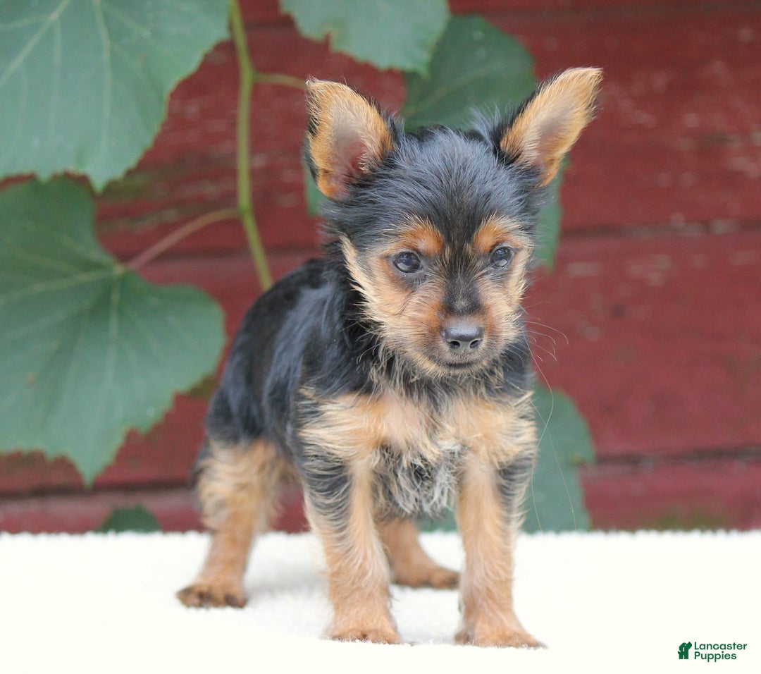 Yorkshire Terrier dogs for sale: Mason - Image 1